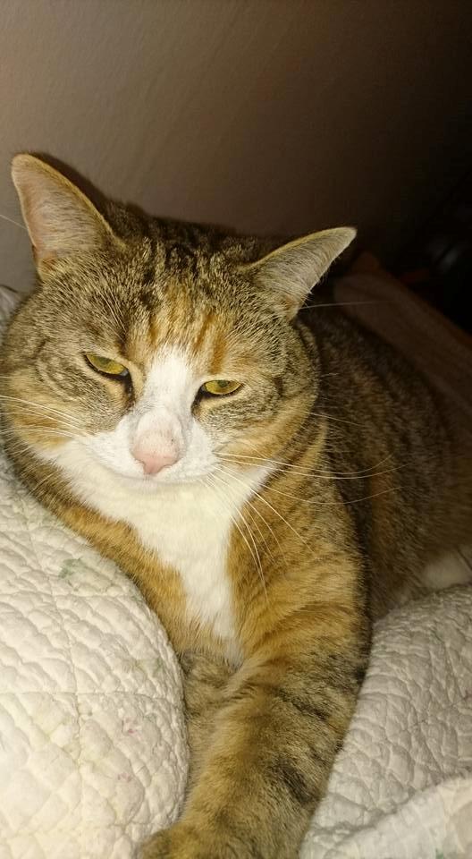 Huskat mille  diva - 4år billede 33