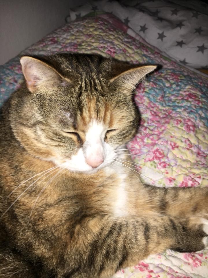 Huskat mille  diva - 4år billede 34