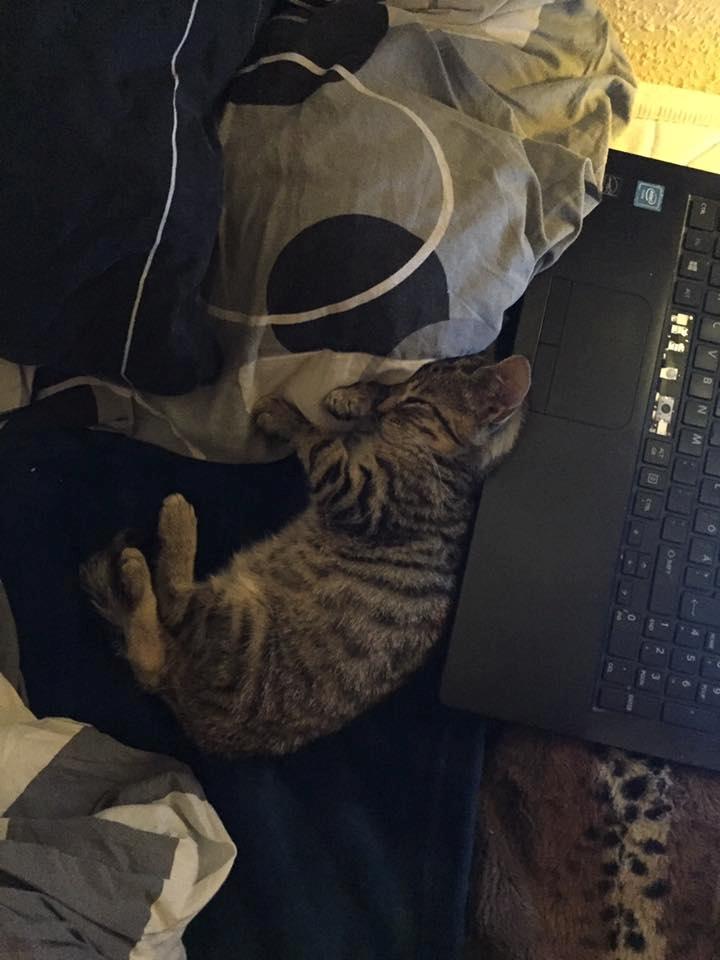 Huskat Casper - Tiden går så stærkt. Så lille han dog var dengang. billede 5