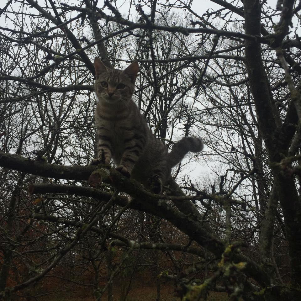 Huskat Casper - Højt på en gren en kat. billede 6