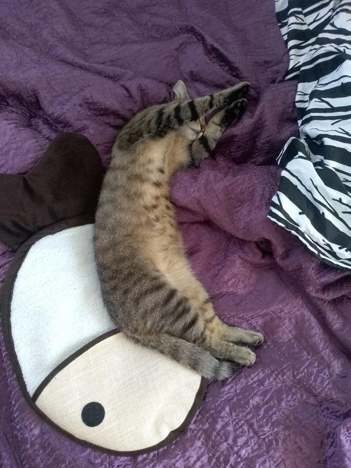 Huskat Casper - Sommervarmen er hård for os alle. :P  billede 2