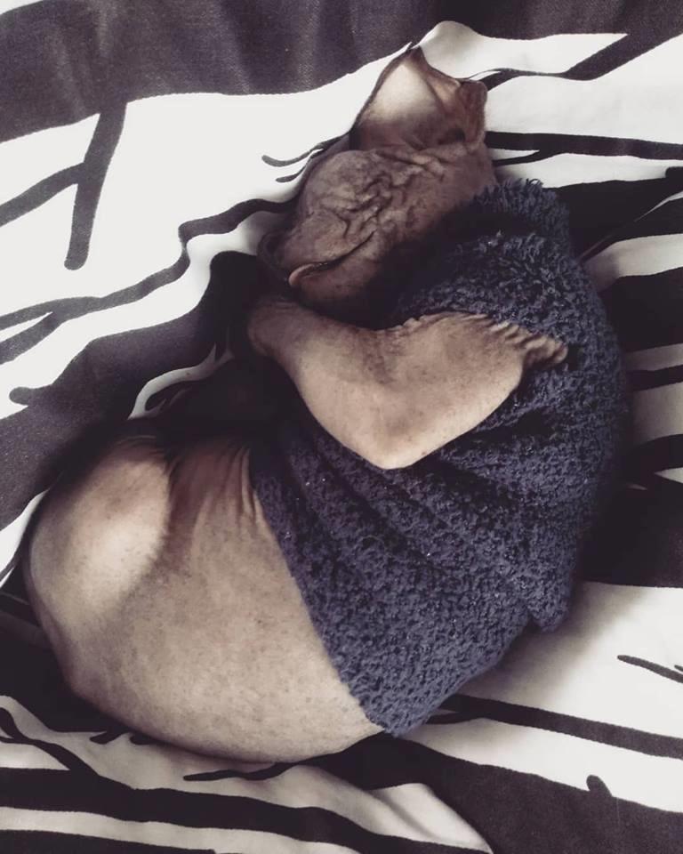 Sphynx Romeo billede 4