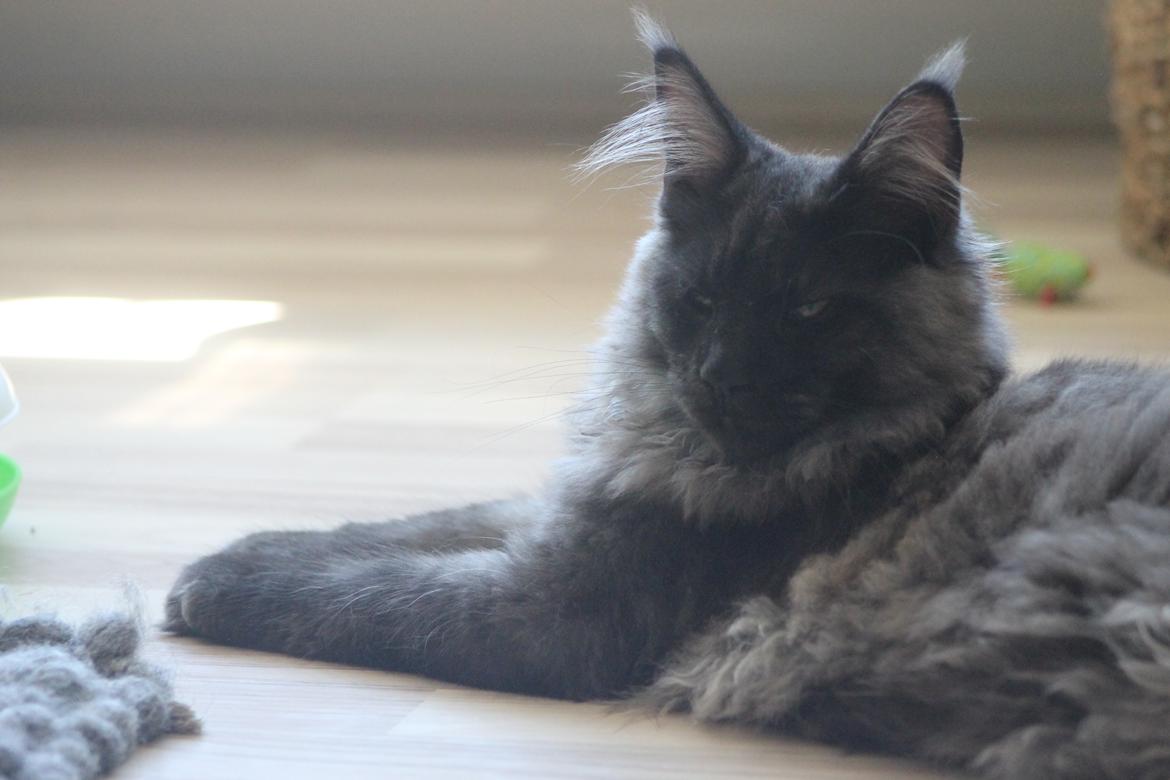 Maine Coon DK Jesma Cat's Knight in Dark billede 13
