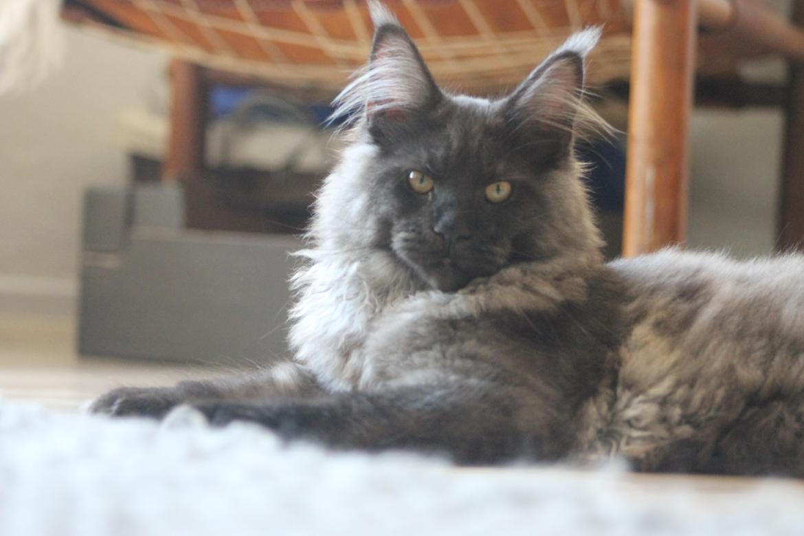 Maine Coon DK Jesma Cat's Knight in Dark billede 15