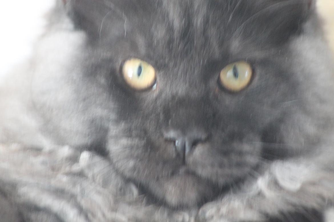 Maine Coon DK Jesma Cat's Knight in Dark billede 14