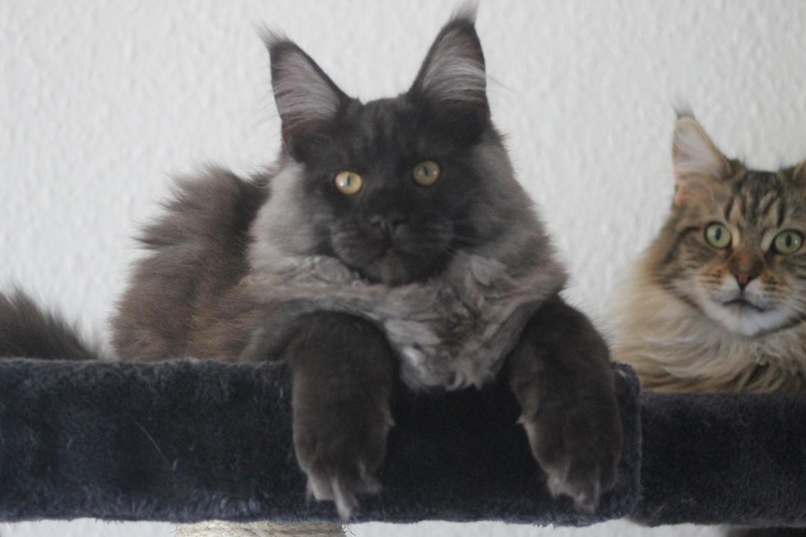 Maine Coon DK Jesma Cat's Knight in Dark billede 16