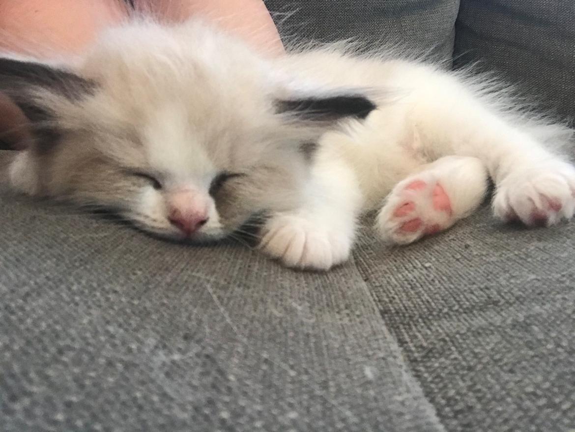 Ragdoll Elliott (Melodic Aura’s Epic Elliott) billede 1