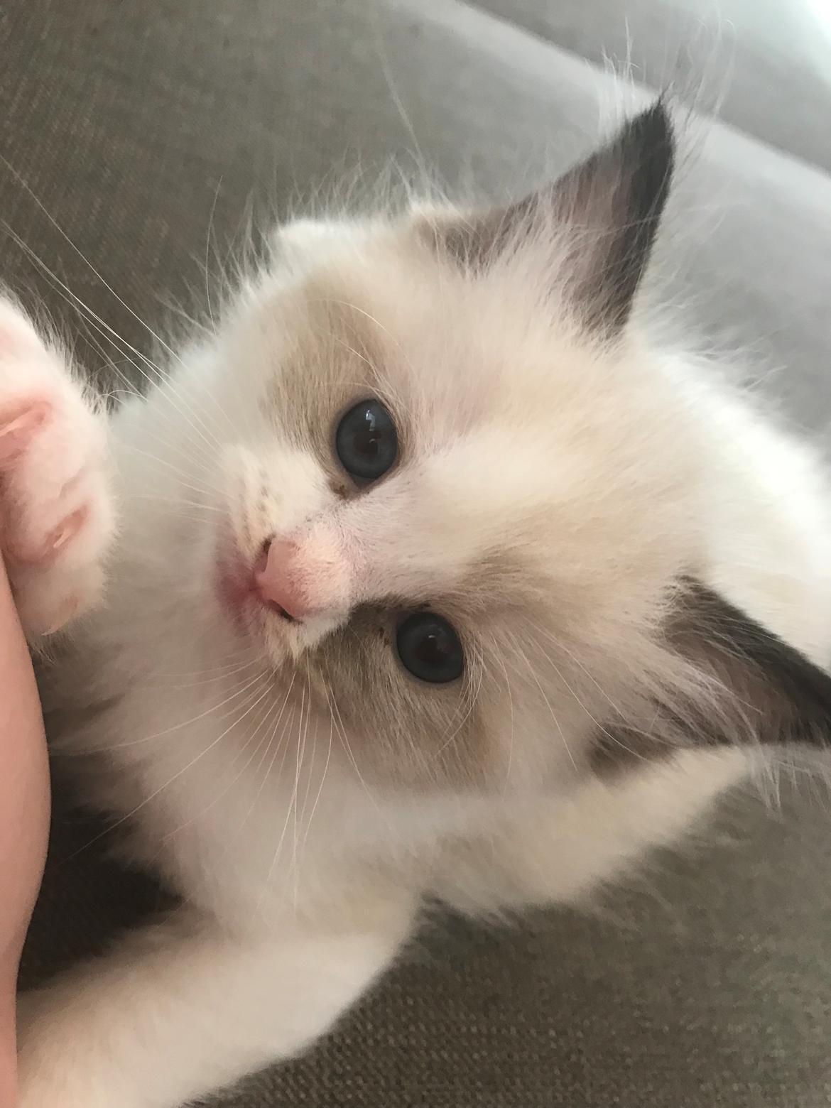 Ragdoll Elliott (Melodic Aura’s Epic Elliott) billede 2