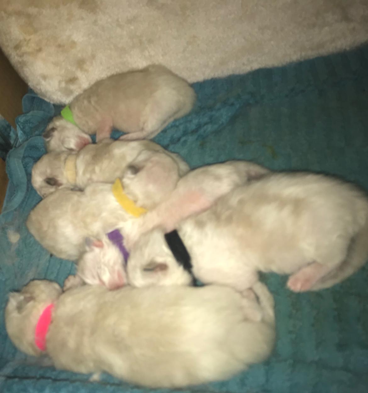 Ragdoll Elliott (Melodic Aura’s Epic Elliott) billede 4