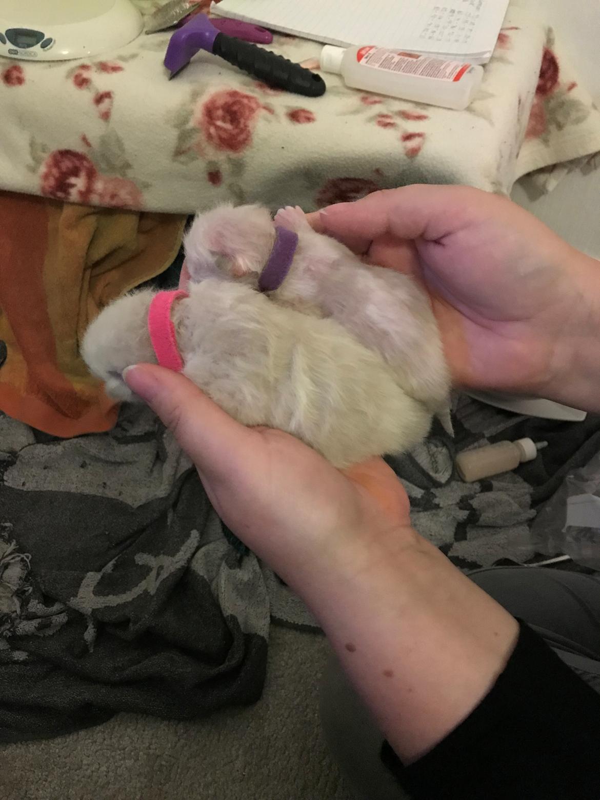 Ragdoll Elliott (Melodic Aura’s Epic Elliott) billede 5