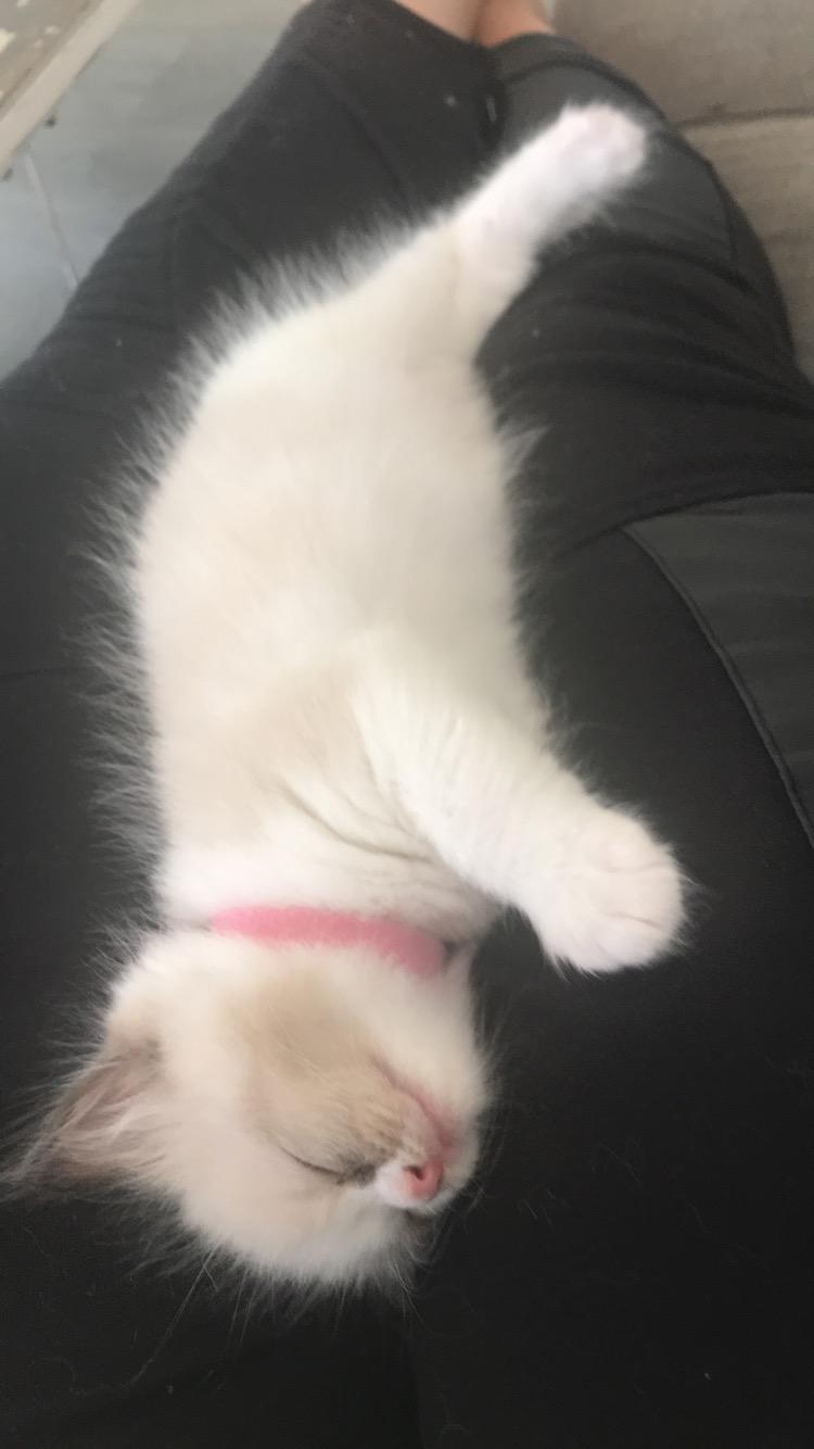 Ragdoll Elliott (Melodic Aura’s Epic Elliott) billede 6