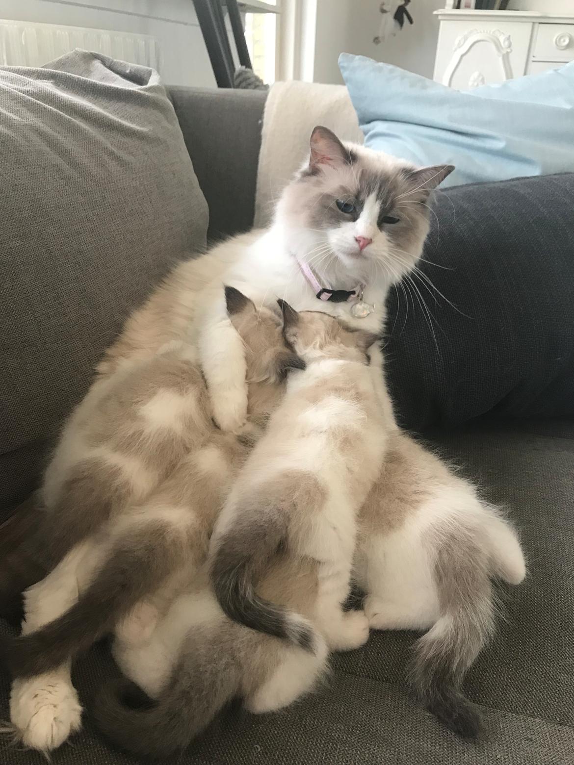 Ragdoll Elliott (Melodic Aura’s Epic Elliott) billede 7