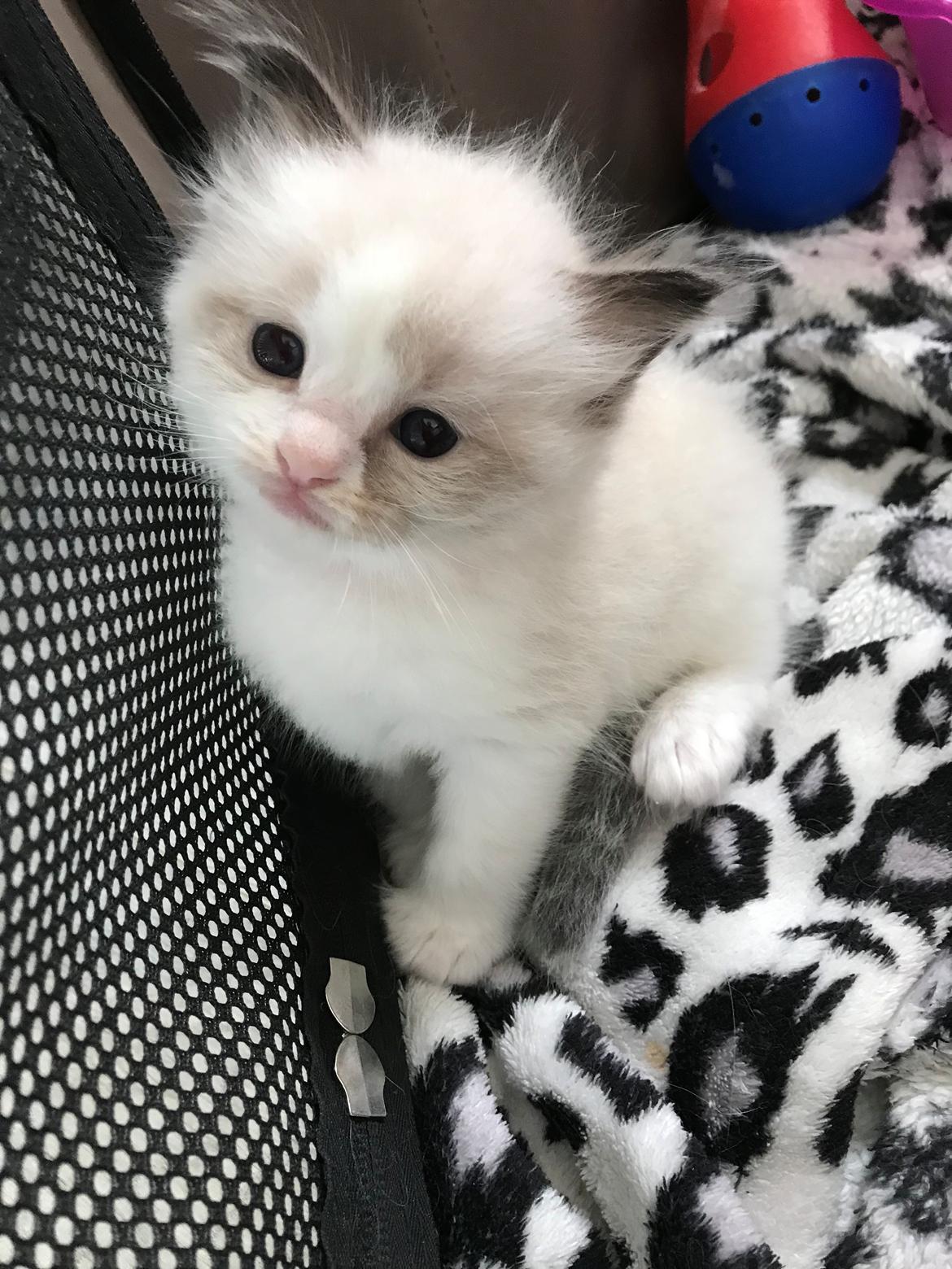 Ragdoll Elliott (Melodic Aura’s Epic Elliott) billede 8