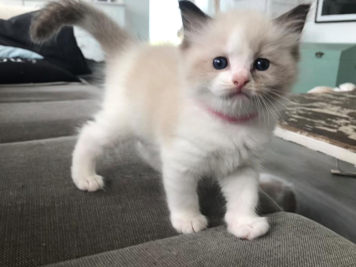 Ragdoll Elliott (Melodic Aura’s Epic Elliott) billede 9