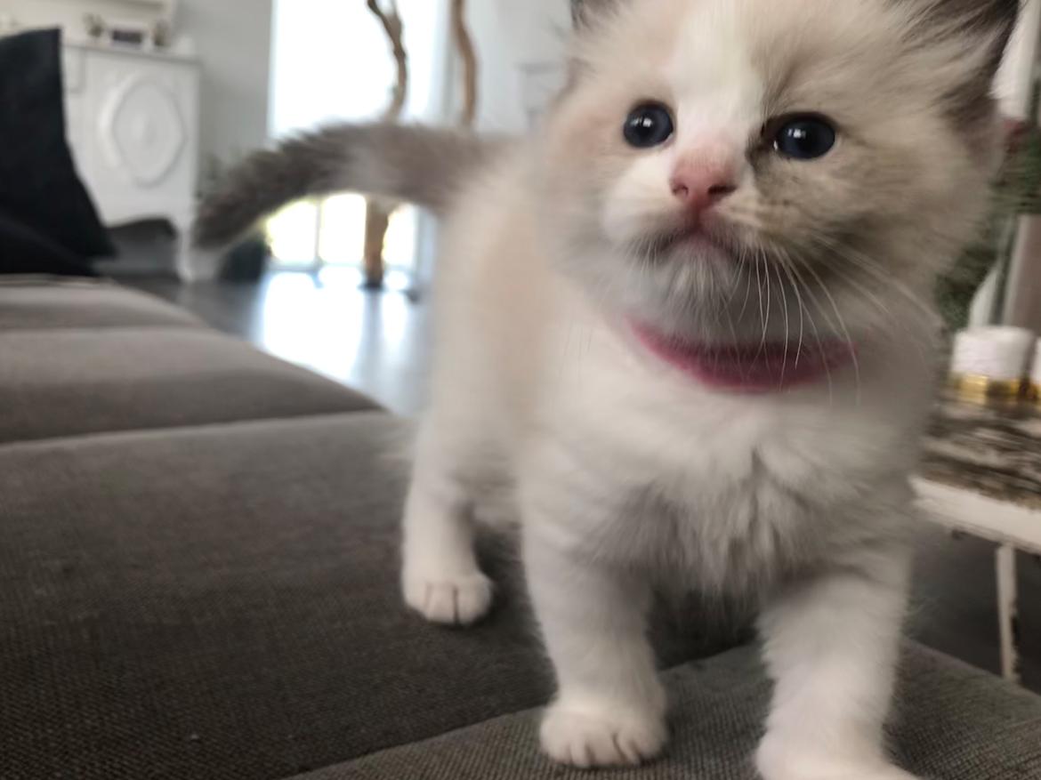 Ragdoll Elliott (Melodic Aura’s Epic Elliott) billede 10