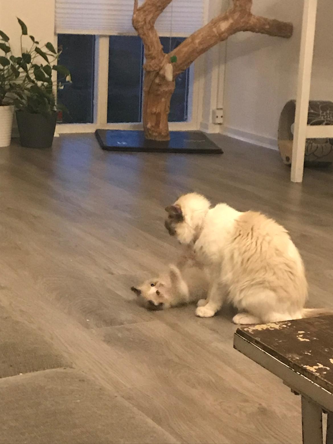 Ragdoll Elliott (Melodic Aura’s Epic Elliott) billede 3