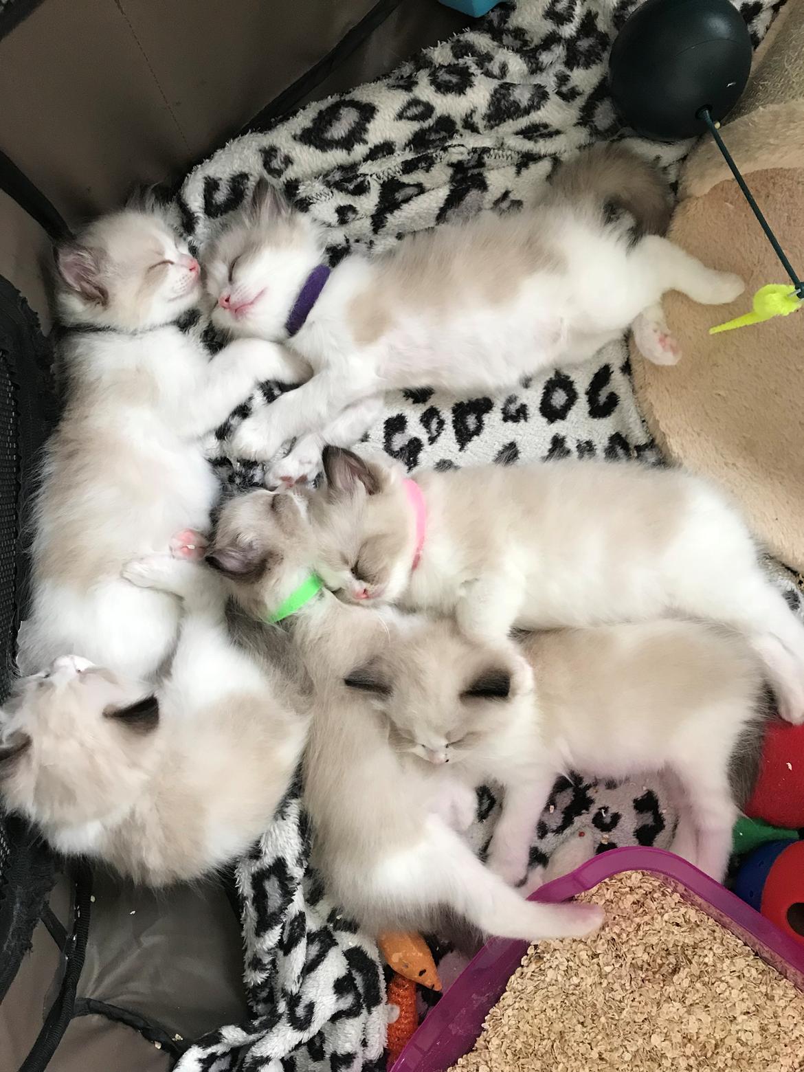 Ragdoll Elliott (Melodic Aura’s Epic Elliott) billede 11