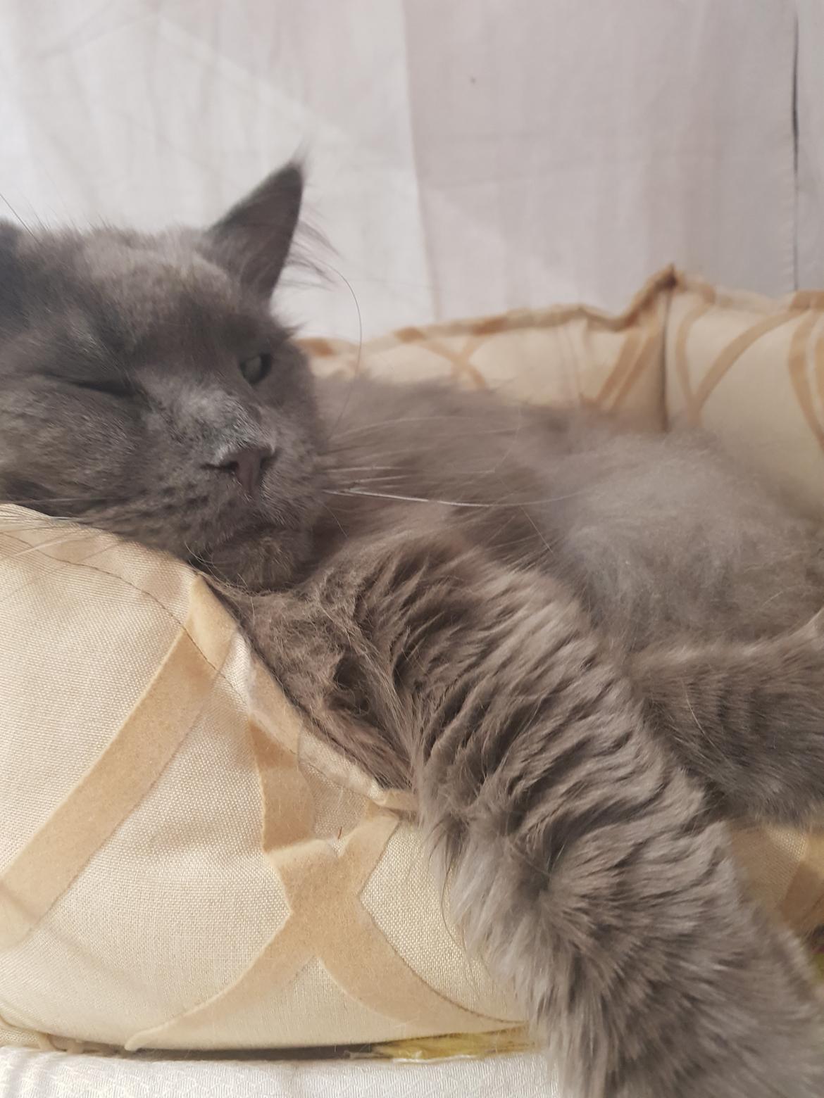 Maine Coon Crane Coon's Baloo  billede 1