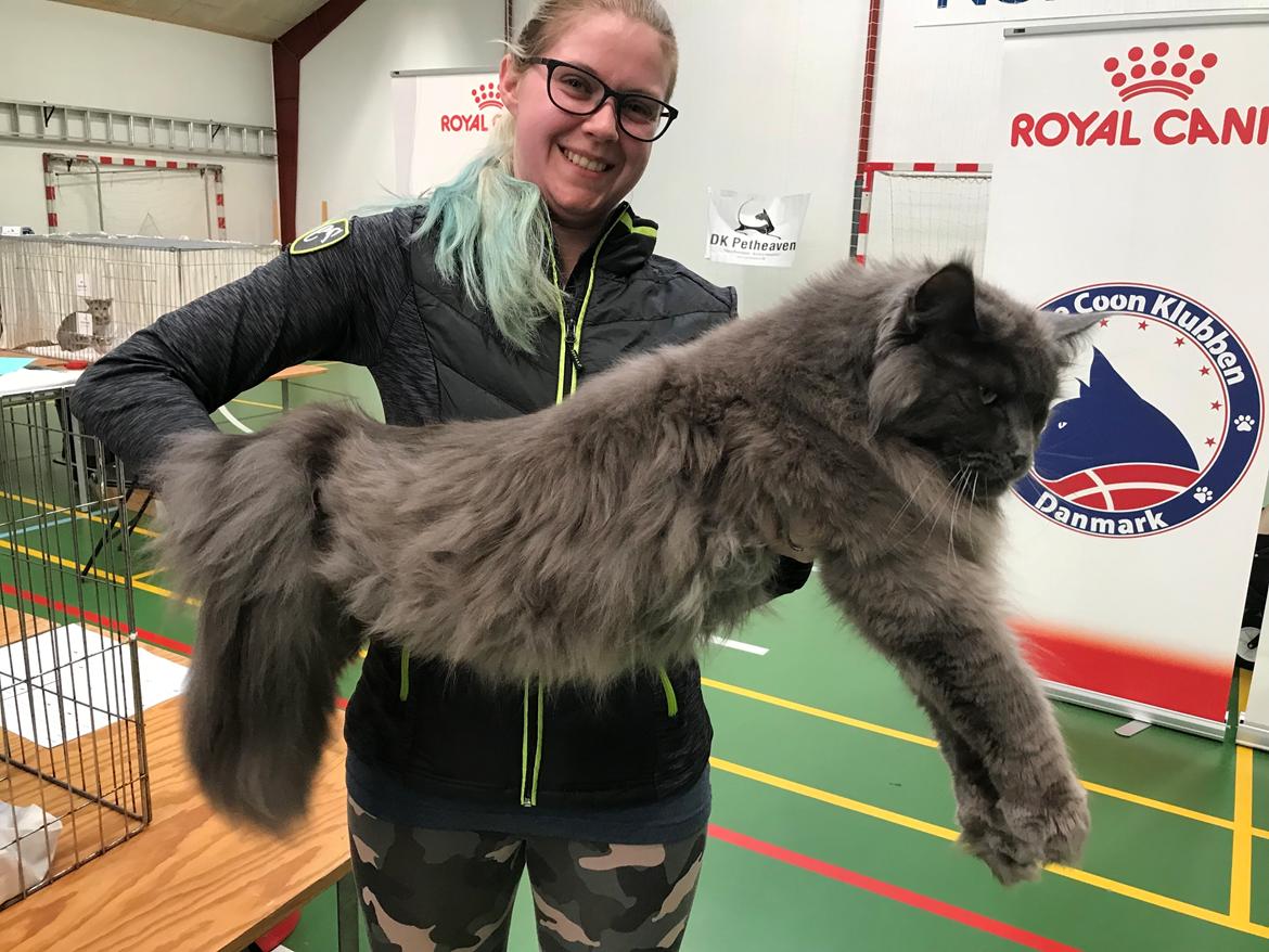 Maine Coon Crane Coon's Baloo  billede 2