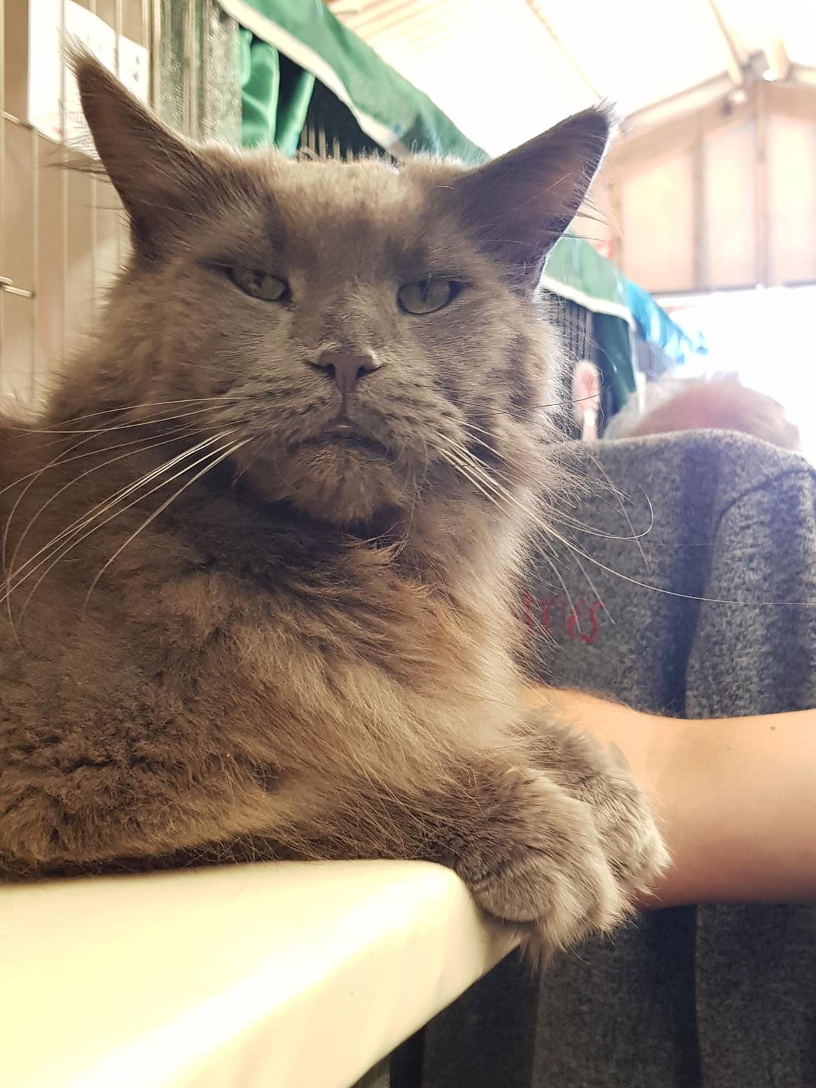 Maine Coon Crane Coon's Baloo  billede 3