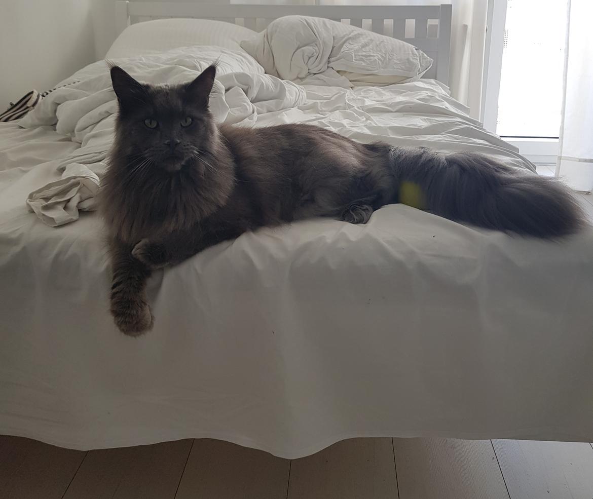 Maine Coon Crane Coon's Baloo  billede 4