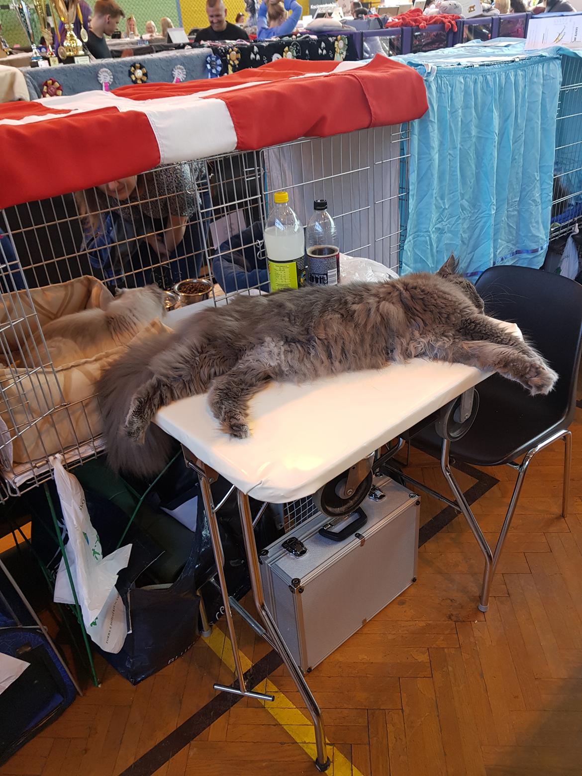 Maine Coon Crane Coon's Baloo  billede 5