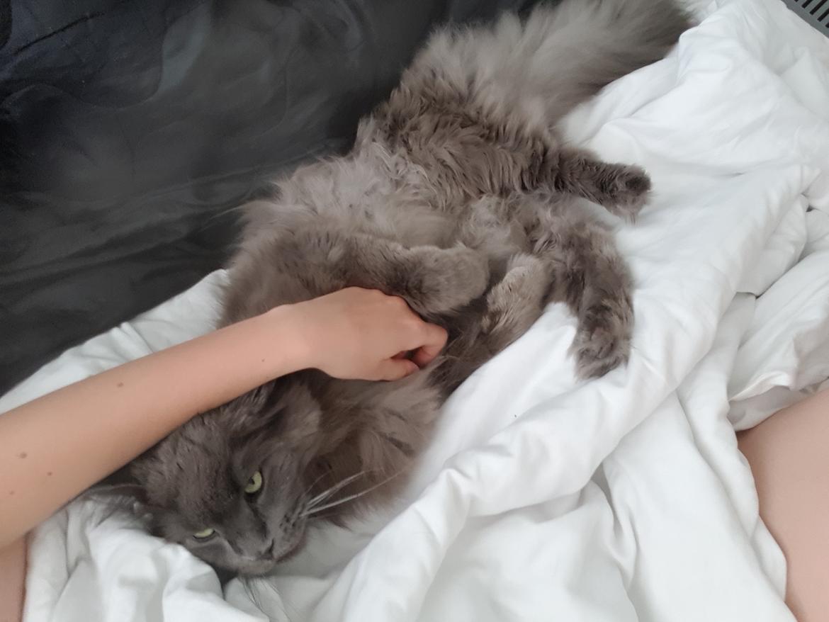 Maine Coon Crane Coon's Baloo  billede 6