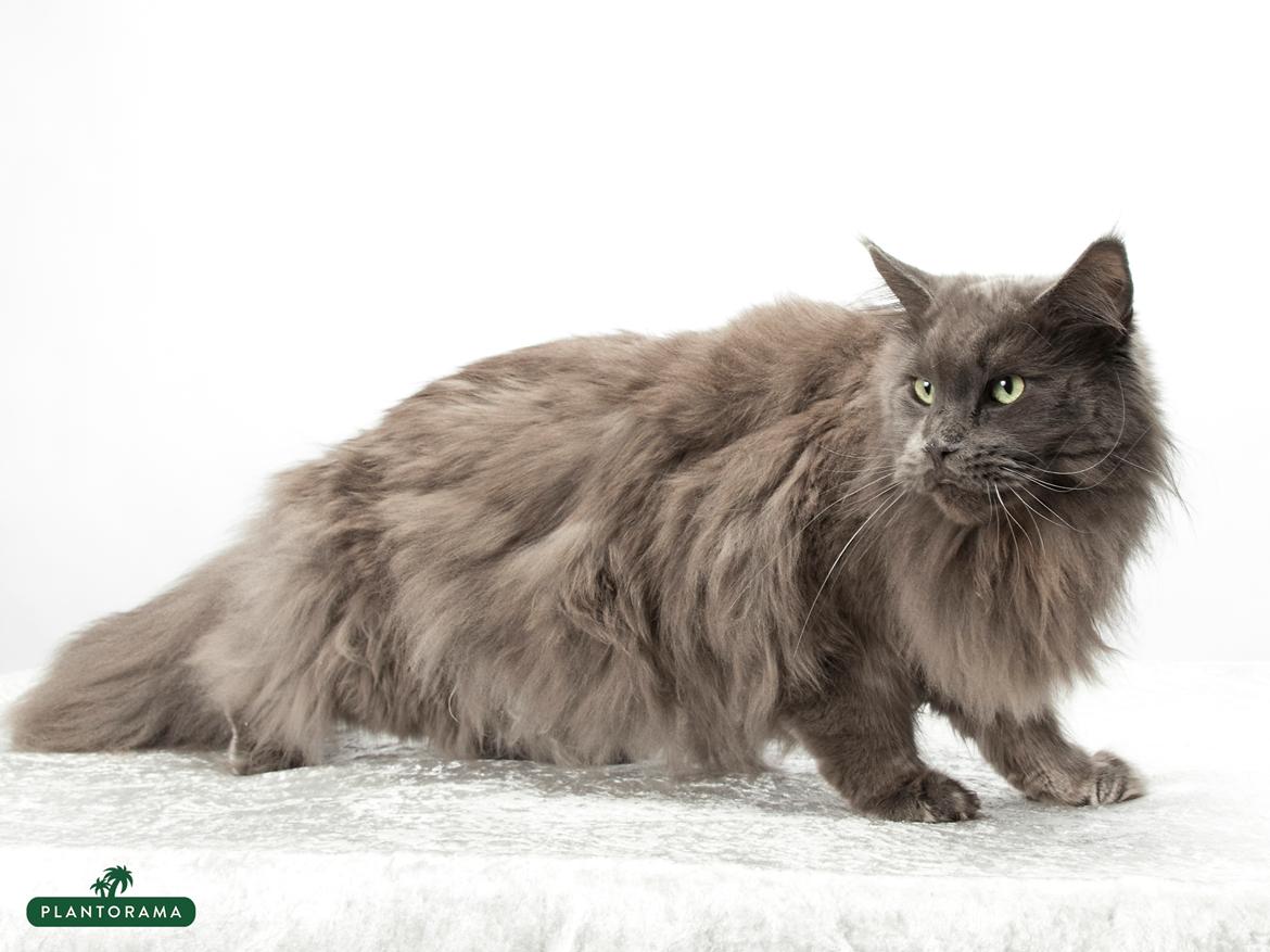 Maine Coon Crane Coon's Baloo  billede 7
