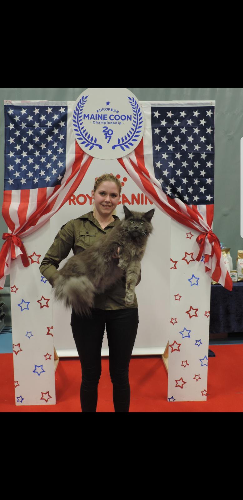 Maine Coon Crane Coon's Baloo  billede 8