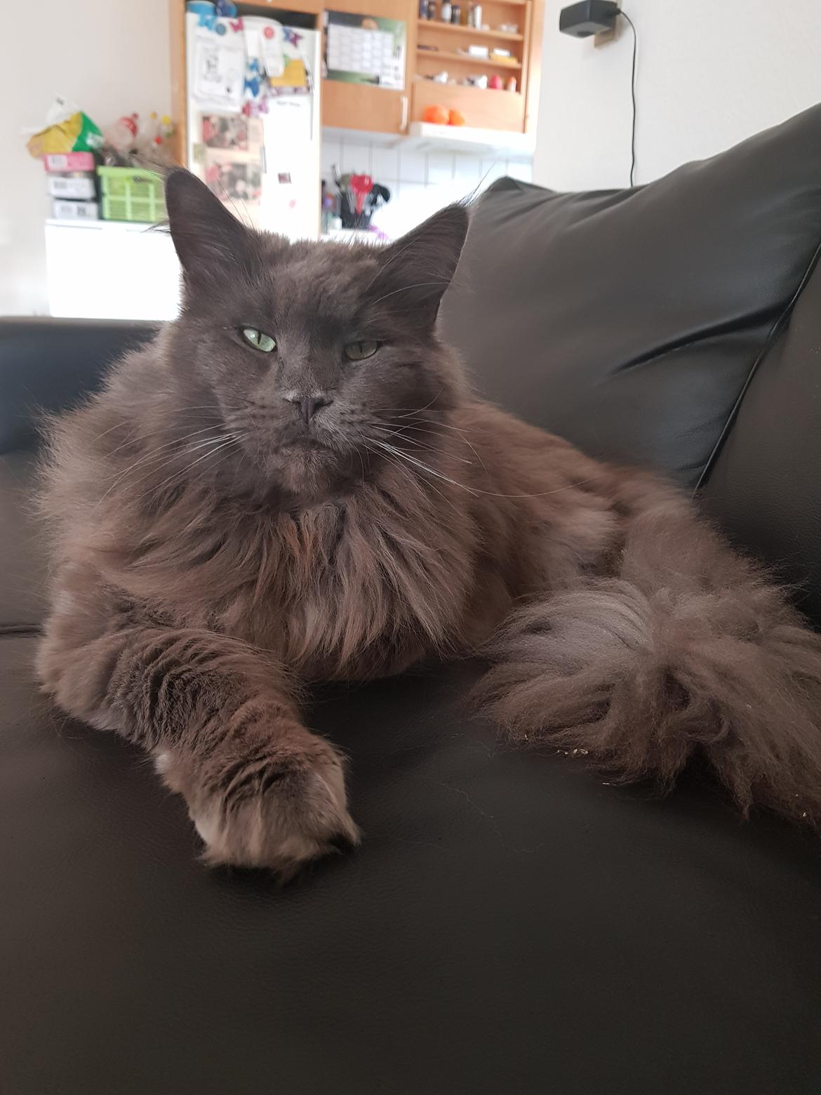 Maine Coon Crane Coon's Baloo  billede 9