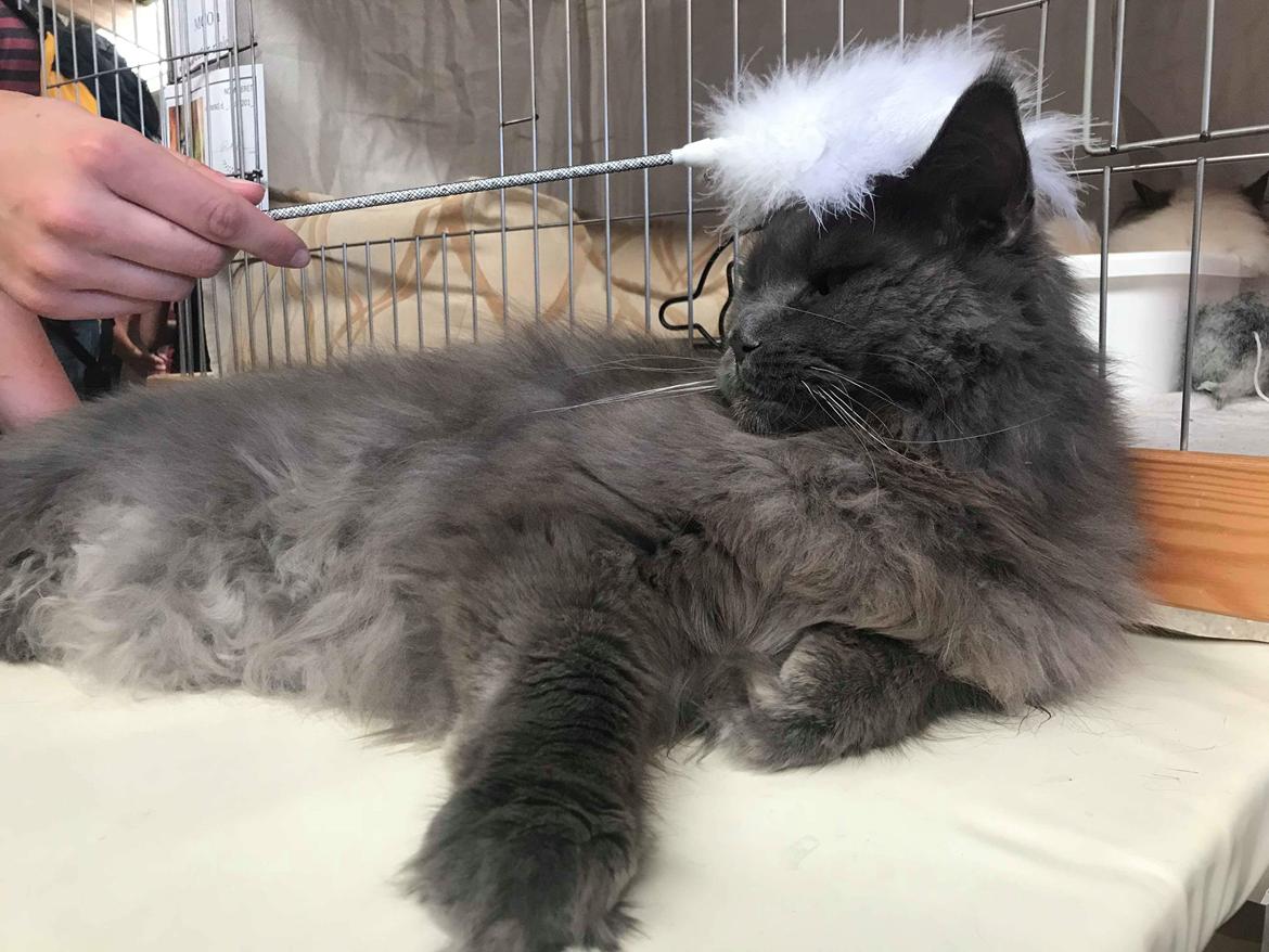 Maine Coon Crane Coon's Baloo  billede 10