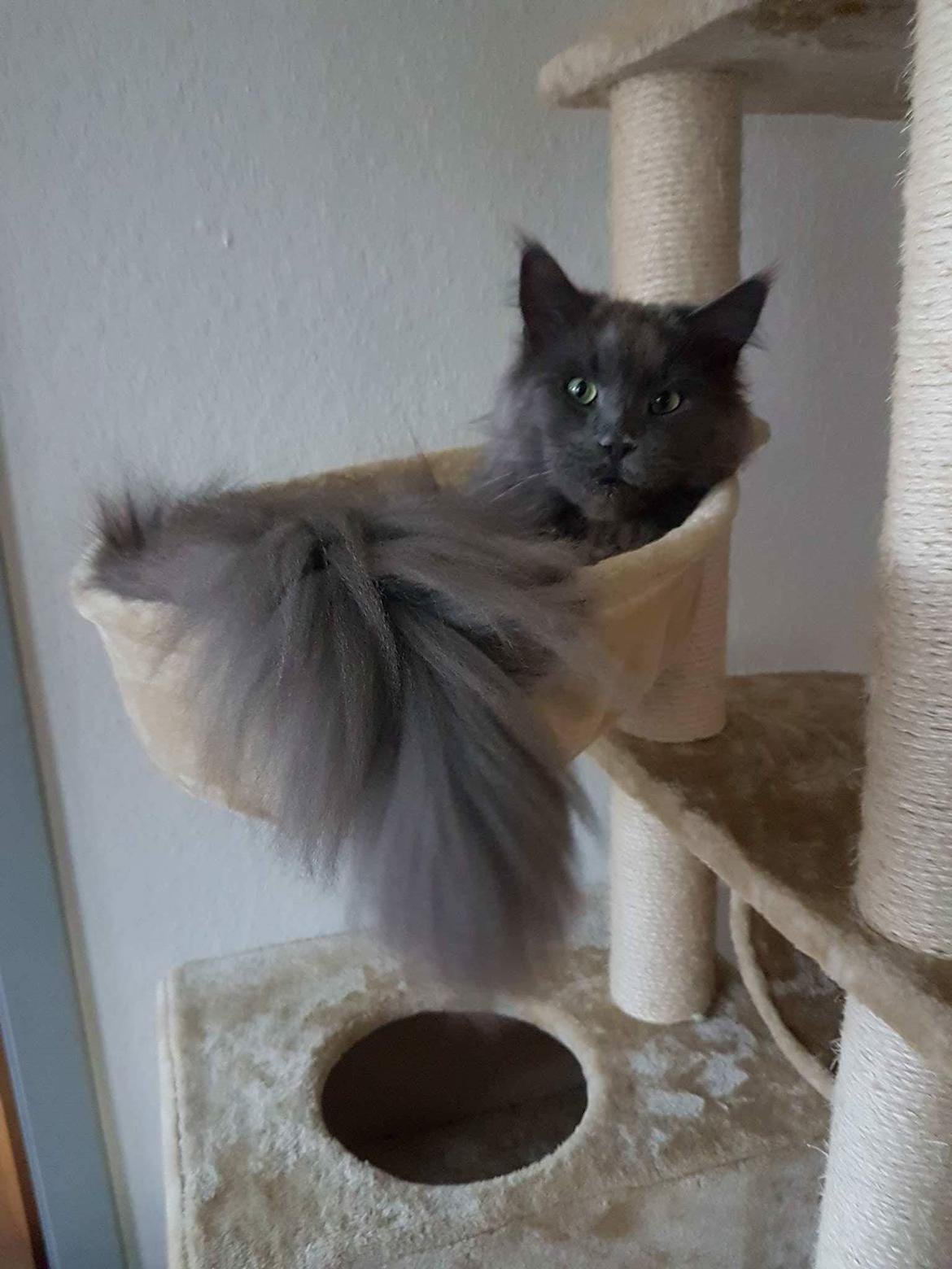 Maine Coon Crane Coon's Baloo  billede 12