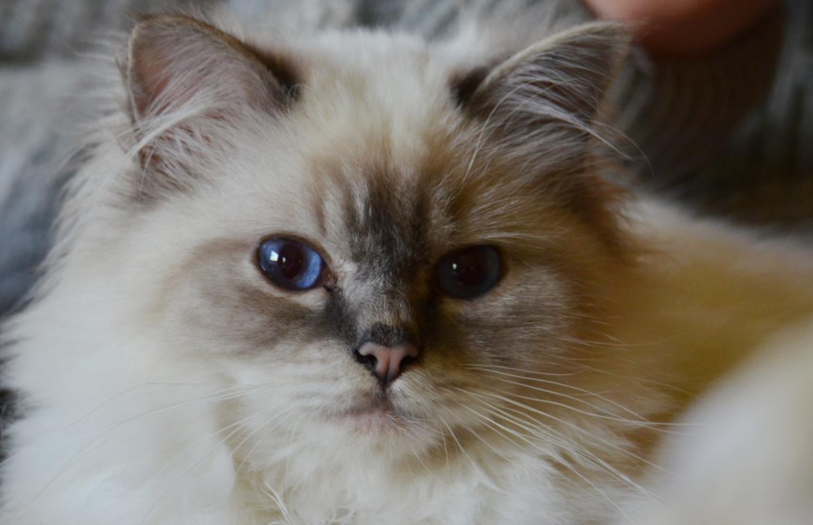 Hellig Birma Con Meo's Morris - Smukke Morris, 1 år gammel billede 22