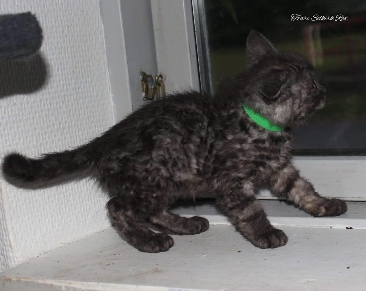 Selkirk Rex  Lucifer  billede 3