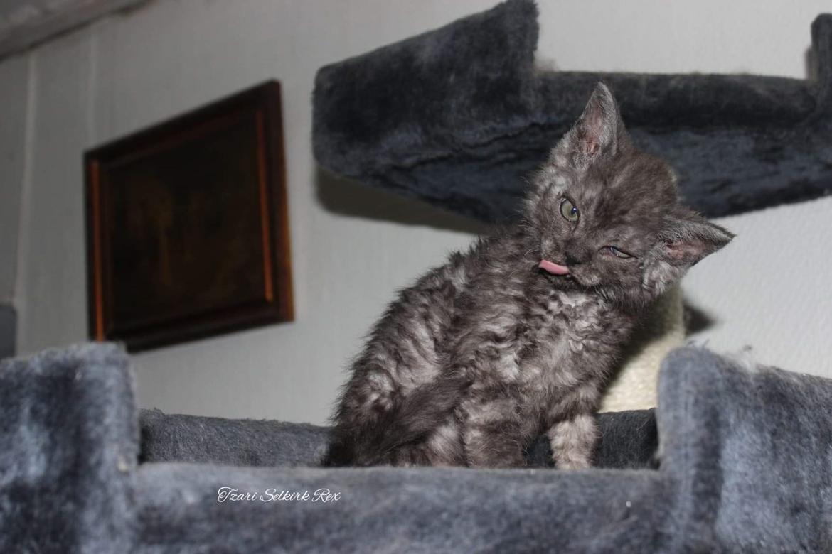 Selkirk Rex  Lucifer  billede 4