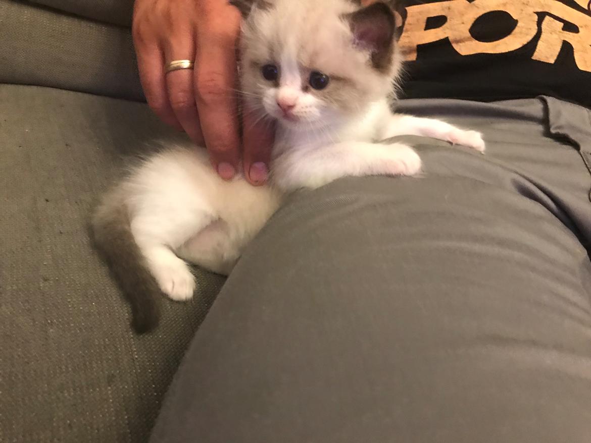 Ragdoll Elvis (Melodic Aura Epic Elvis) billede 3