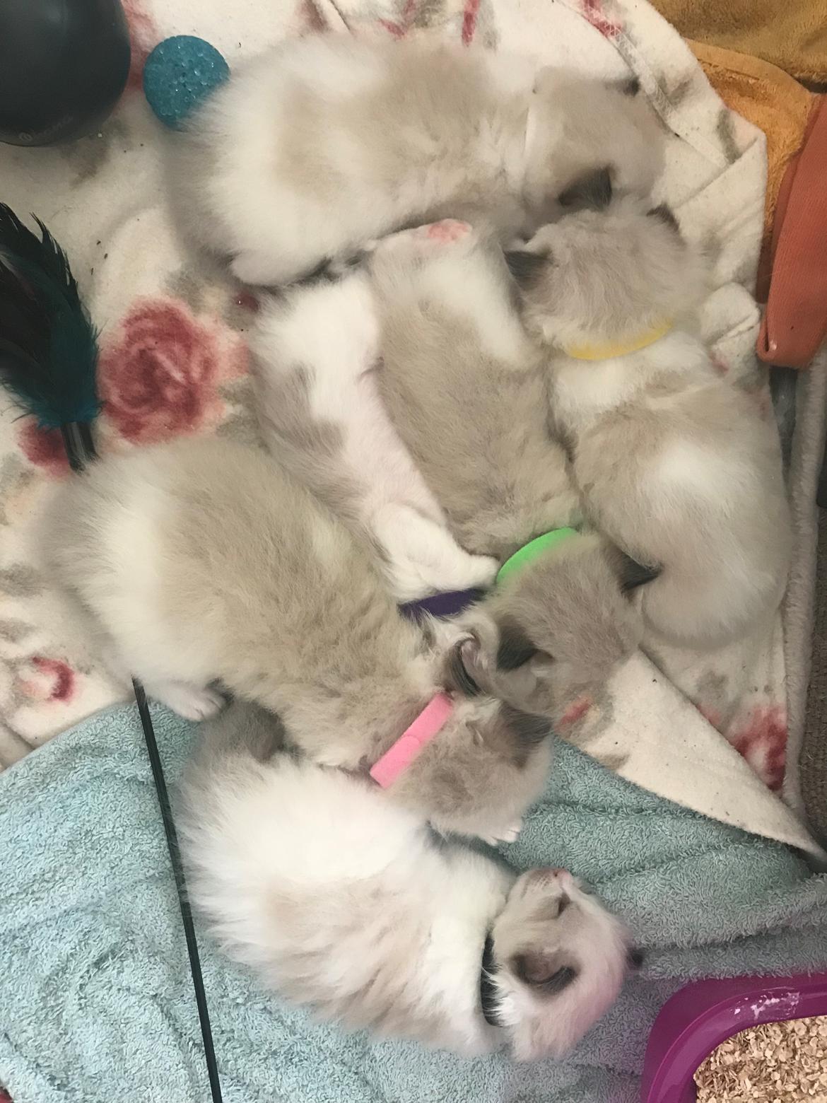 Ragdoll Elvis (Melodic Aura Epic Elvis) billede 6