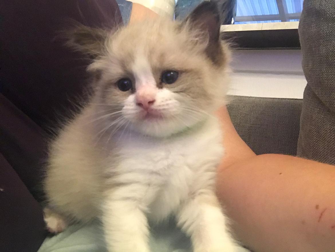 Ragdoll Elvis (Melodic Aura Epic Elvis) billede 8