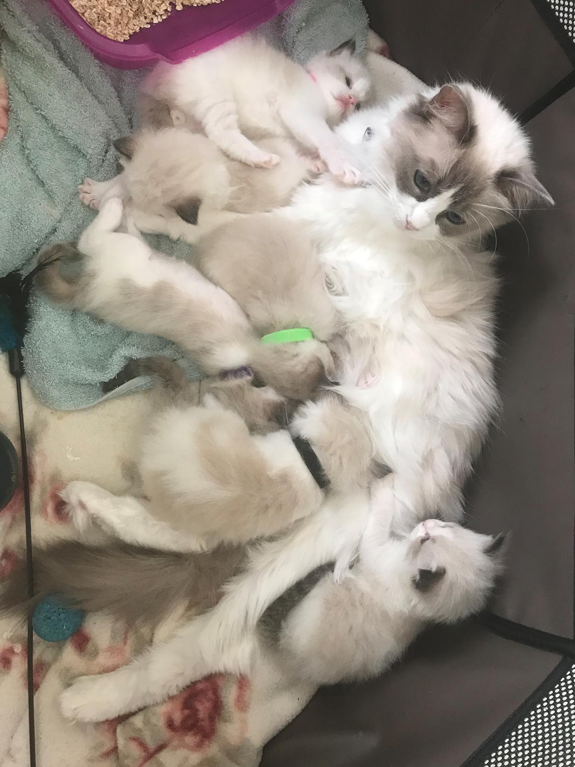 Ragdoll Elvis (Melodic Aura Epic Elvis) billede 9