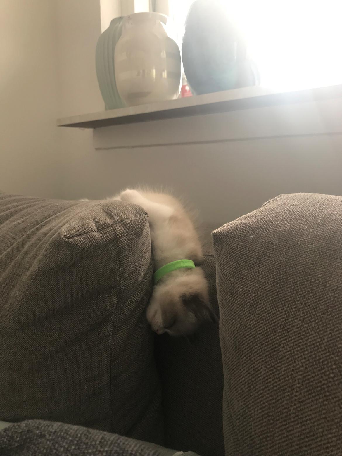 Ragdoll Elvis (Melodic Aura Epic Elvis) billede 10