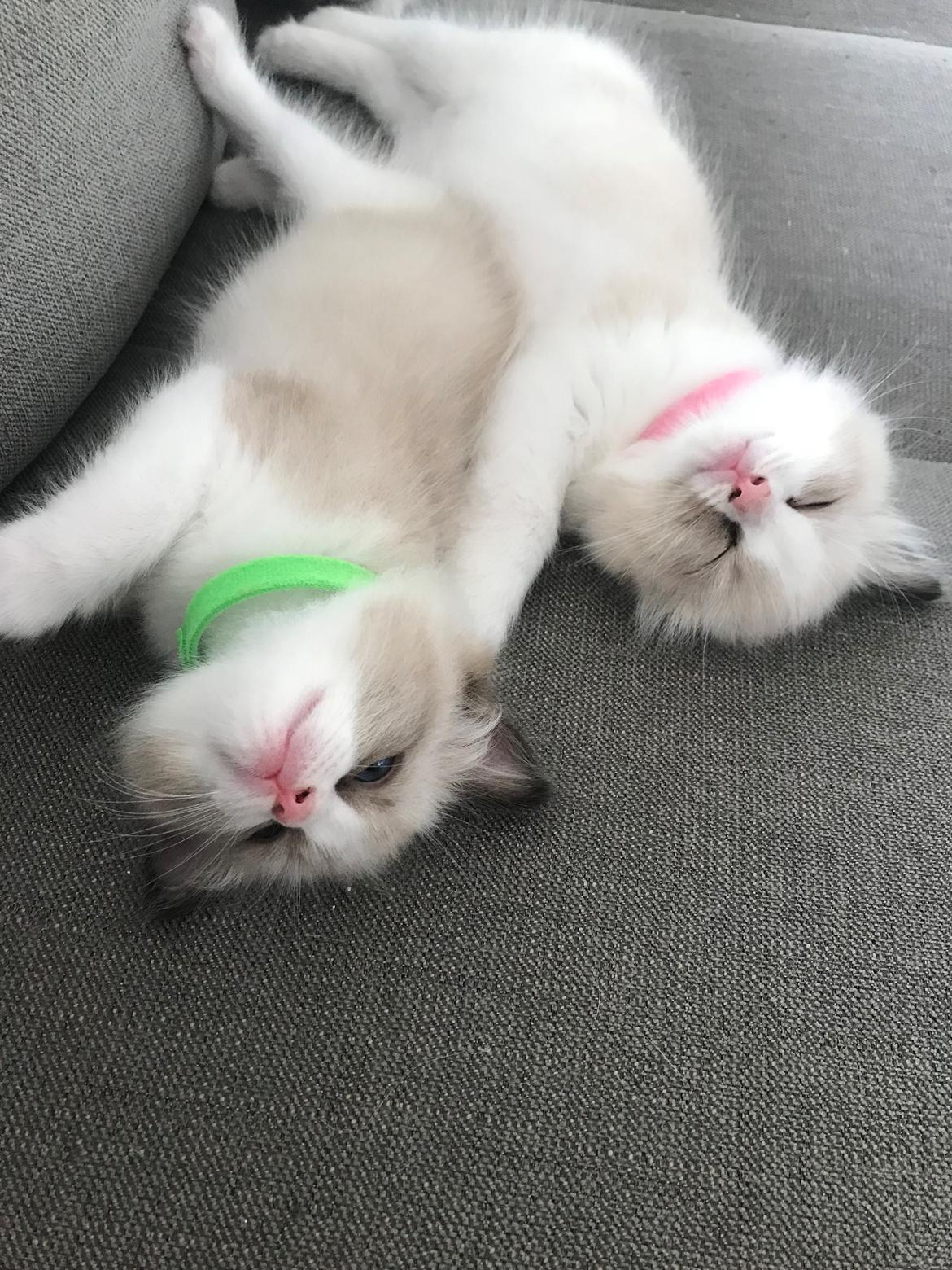 Ragdoll Elvis (Melodic Aura Epic Elvis) billede 12