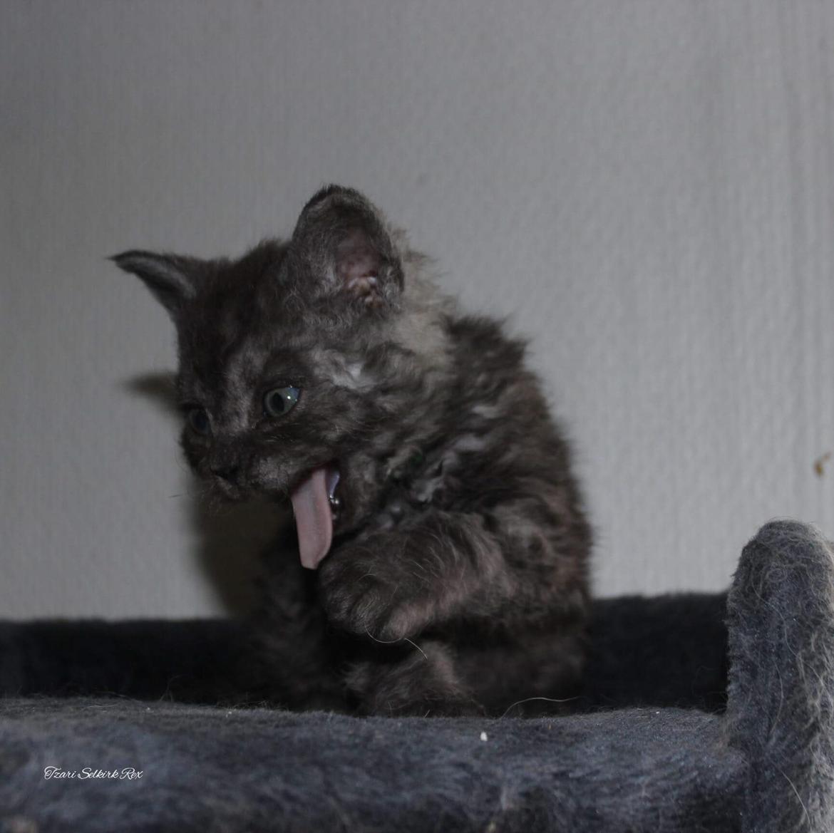 Selkirk Rex  Lucifer  billede 6