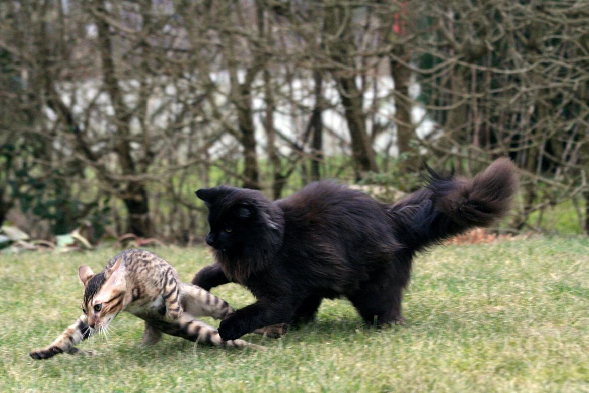 Blanding af racer Batman billede 7