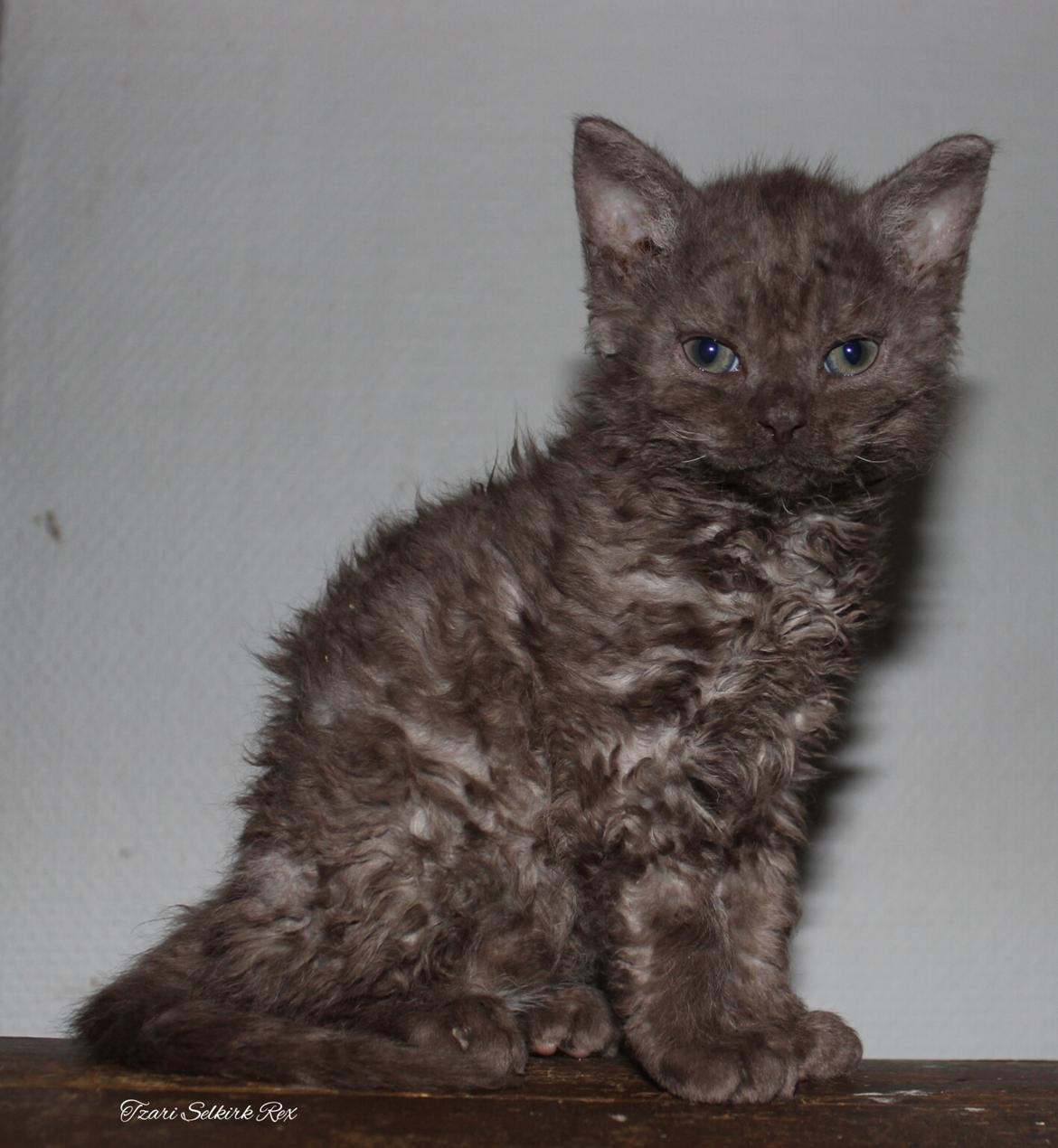 Selkirk Rex  Tzari Yuri billede 1