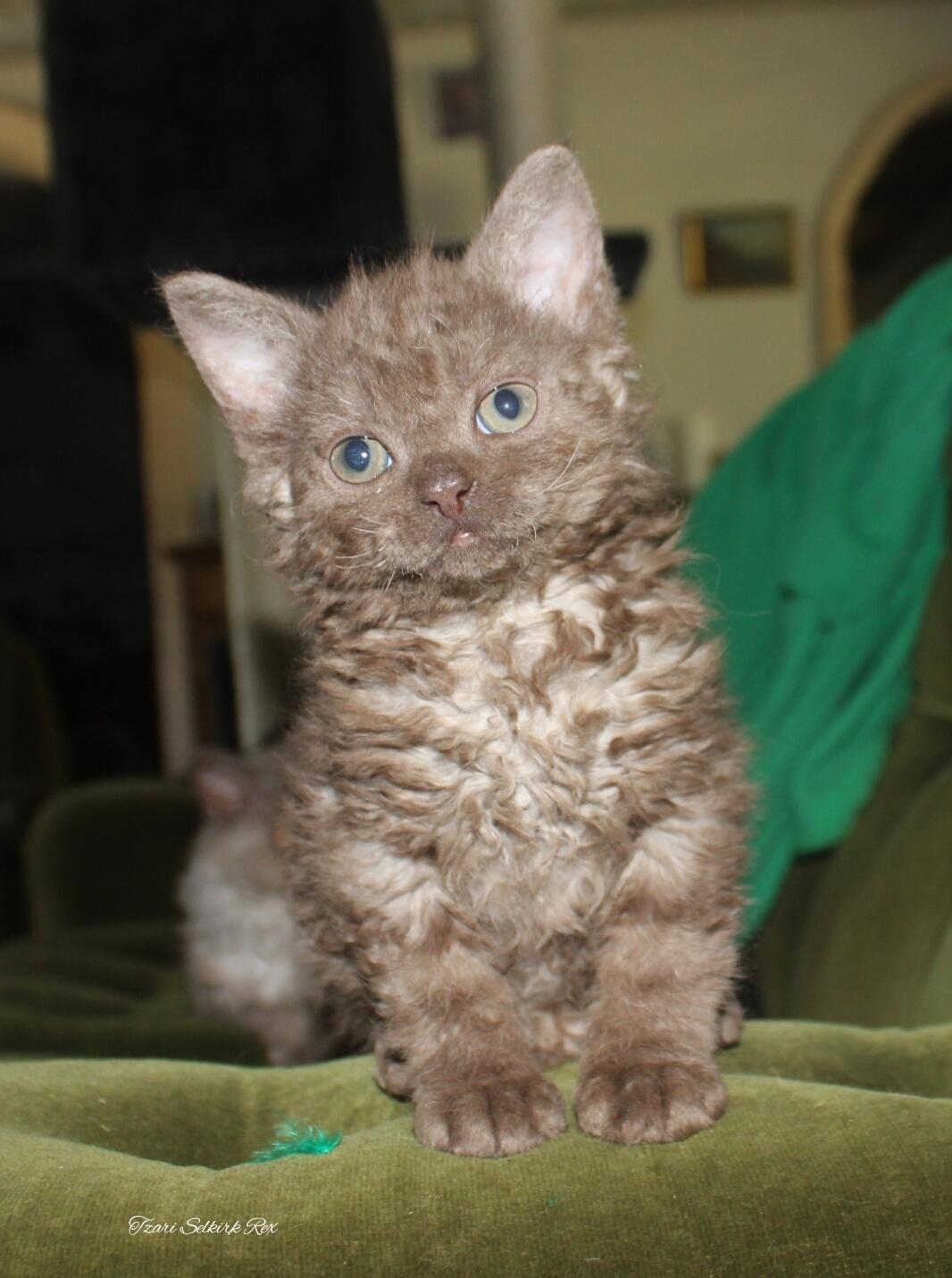 Selkirk Rex  Tzari Yuri billede 7