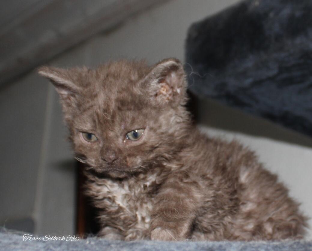 Selkirk Rex  Tzari Yuri billede 6