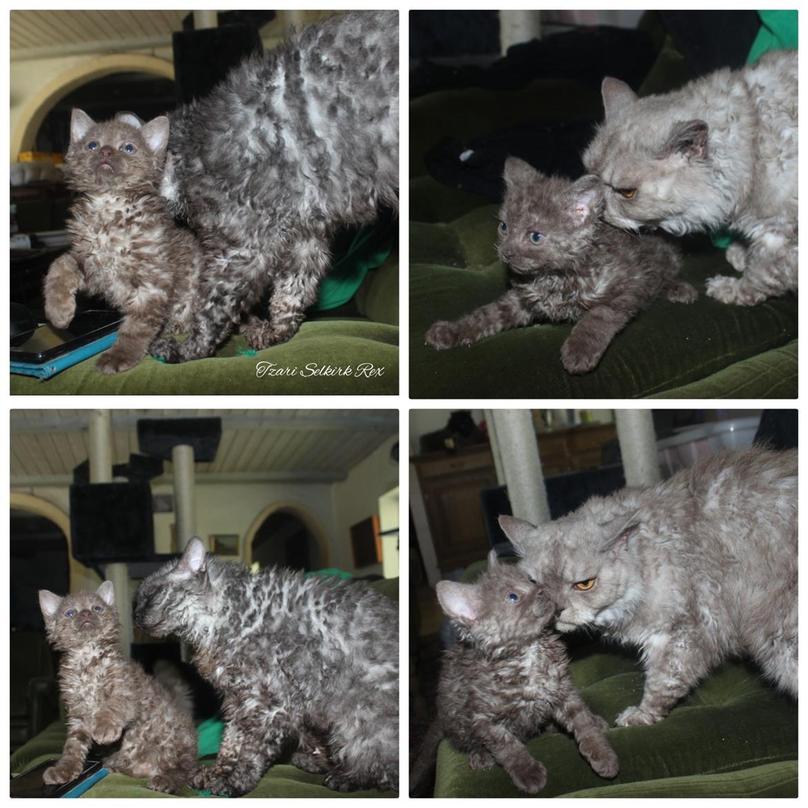 Selkirk Rex  Tzari Yuri billede 11