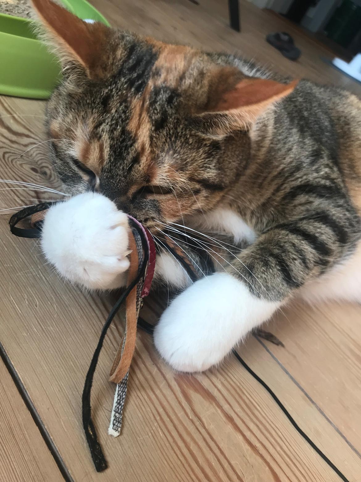 Huskat Fiji billede 11