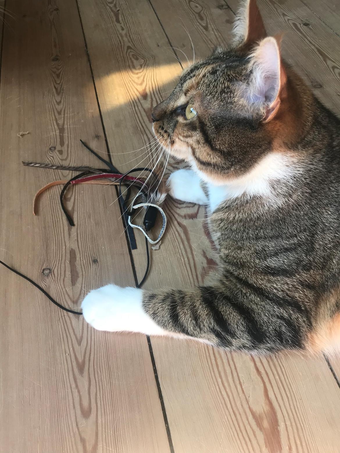 Huskat Fiji billede 12