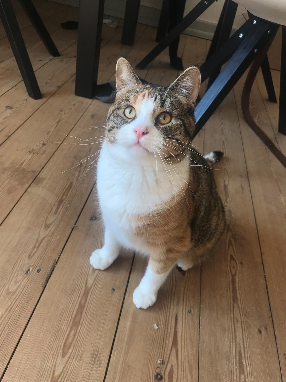 Huskat Harley Quinn (Q) billede 17